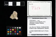 Foto (Objekt + Etikett) von Gastrosacus eminens (Blaschke, 1911)  (NHMW-GEO-2014-0194-0217)